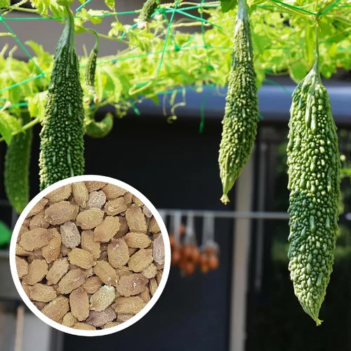 CHUXAY GARDEN Semilla de calabaza amarga larga japonesa 25 semillas beneficios para la salud vegetal verde comestible gran cosecha alimenticia