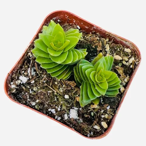Miniatura 4 de Plantas Crassula vivas (2" Pot Crassula ovata 'Tricolor')
