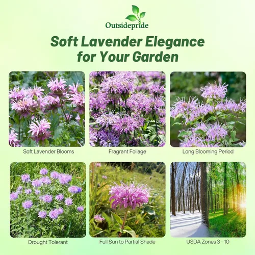 Miniatura 2 de Outsidepride Semillas silvestres de bergamota – 1000 piezas de semillas perennes, fáciles de cultivar y aptas para polinizadores Monarda Fistulosa