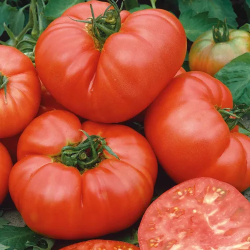 Miniatura 27 de Eden Brothers Semillas de tomate – Semillas de caqui sin OMG para plantar, paquete Semillas de vegetales de bajo mantenimiento, plantas durante