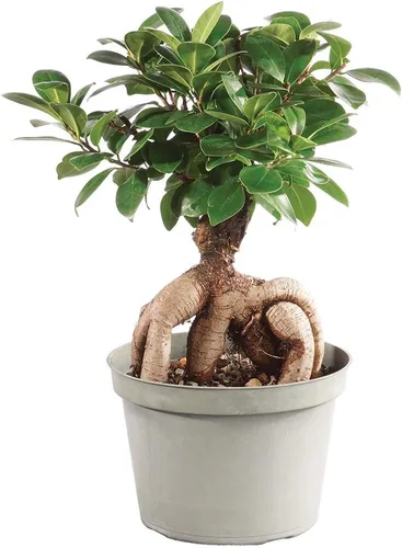 Miniatura 5 de Brussel's Bonsai Live Gensing - Árbol bonsái de interior de Ficus injertado, 4 años, de 6 a 8 pulgadas de alto con maceta de plástico, pequeño
