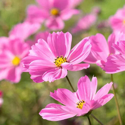 Miniatura 7 de Outsidepride Gloria Cosmos Bipinnatus Seeds - 1000 piezas anuales, fáciles de cultivar y tolerantes a la sequía, semillas de flores para plantar