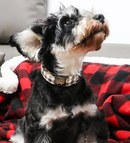 Miniatura 3 de Unique style paws - Collar para perro con hebilla de metal, regalo para perros pequeños, medianos y grandes, a cuadros marrones