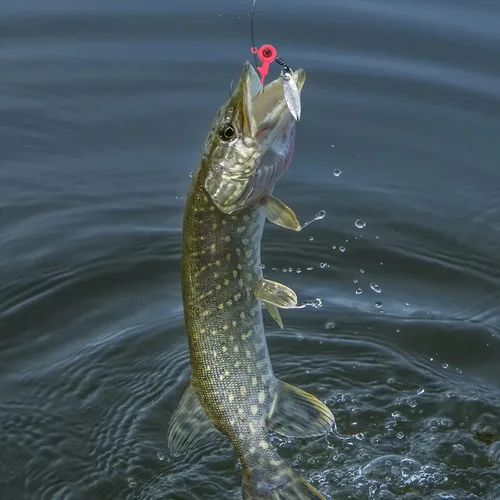 Miniatura 6 de Skylety Juego de 15 cabezas de plantilla de pesca, señuelos de pesca, anzuelos, cabezas de camino con caja de plástico giratoria, para lubina