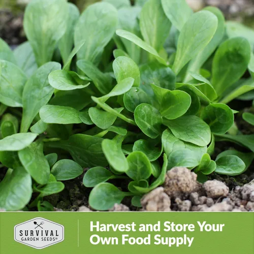 Miniatura 5 de Ensalada de maíz Verte de Cambrai Semillas para plantar, 1 paquete con instrucciones para plantar y cultivar lechuga de cordero o macé en tu huerto