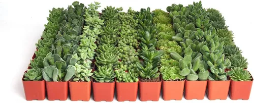 Compre la suculenta y verde colección de suculentas.