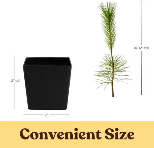 Miniatura 4 de My Shelfie - Árbol bonsái de pino negro japonés, árbol bonsái alto, plantas vivas para jardín exterior o interior, maceta de 2 pulgadas