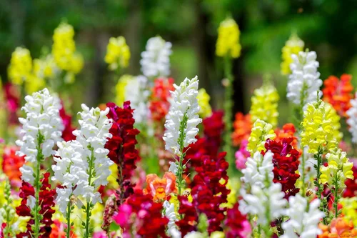 Miniatura 2 de Snapdragon Cenicienta Mix Flores Anuales Gigantes Altas Delphinium