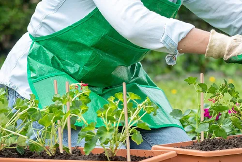 Miniatura 6 de HAINANSTRY - Estacas para plantas de bambú, soportes de madera para plantas, flores y macetas, palos de jardín de madera, 18 pulgadas, paquete de 25
