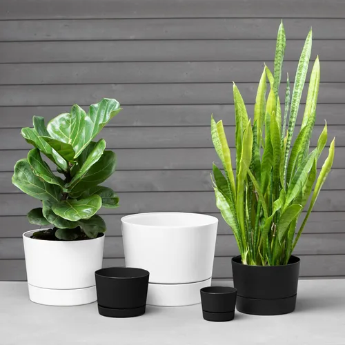 Miniatura 2 de Root & Vessel Majestic Mid-Century - Maceta cilíndrica moderna de perfil bajo, color blanco mate, 8.5 pulgadas