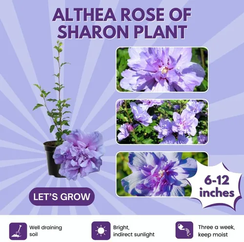 Miniatura 3 de Arbusto Althea de rosa púrpura de Sharon, arbusto de hibisco resistente bien arraigado de 7-13 pulgadas de alto con flores de verano para paisaje al