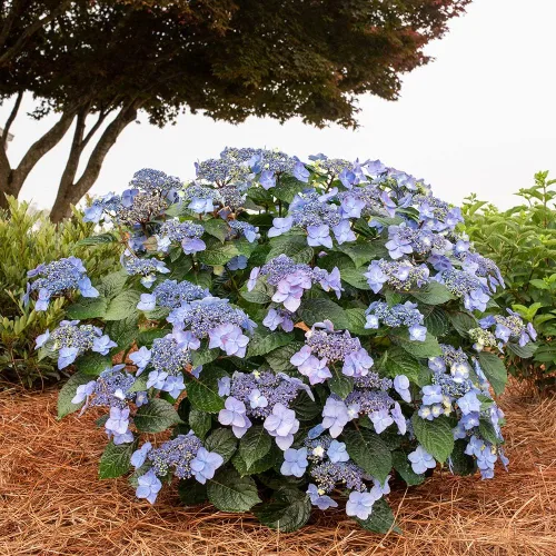Miniatura 3 de Blooming & Beautiful - Pop Star Bigleaf Hydrangea - 3 gal - Hortensias de verano sin fin - Rebloomer pesado compacto - Flores azules rosadas - Zonas