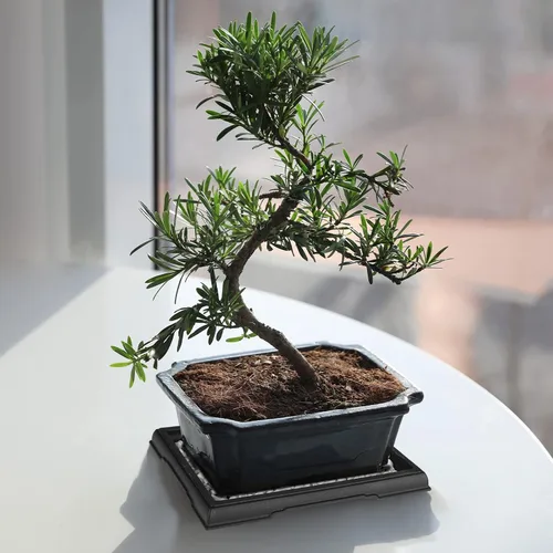 Miniatura 3 de Pinkunn 2 Piezas Bandeja de Humedad para Bonsái Bandeja de Goteo Plásticas Captador de Agua para Plantas Platillos para Interiores y Exteriores