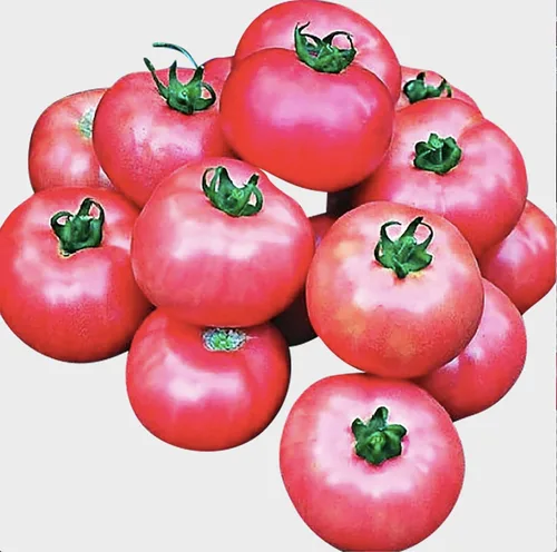 Miniatura 2 de Bradley Tomato Seeds - Tomate determinado que facilita el enlatado a medida que los tomates maduran al mismo tiempo - 100 semillas
