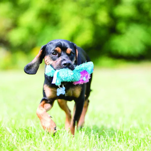 Miniatura 2 de KONG Ali Alligator Cozie - Juguete para perro, pequeño