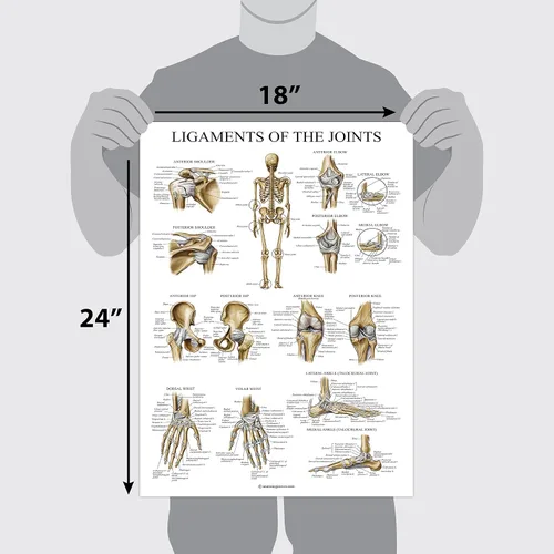 Miniatura 2 de Palace Learning Póster anatómico de ligamentos de las articulaciones - LAMINADO - Tabla de anatomía del ligamento - 18" x 24