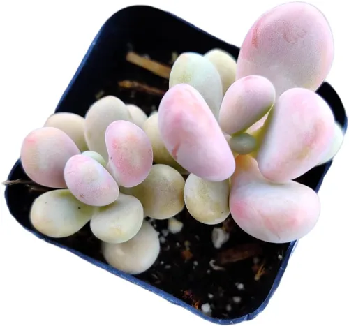 Plantas Suculentas Vivas de USKC (Maceta de 5 cm Pachyphytum Oviferum - Piedra Lunar Rosa)