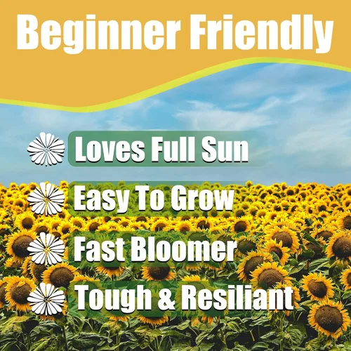 Miniatura 2 de Park Seed Semillas de girasol de oso de peluche gigante, flores dobles esponjosas de 8 pulgadas, variedad de primavera fácil de cultivar, ideal