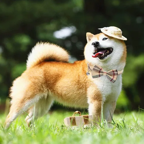 Miniatura 8 de Juego de arnés para perro con correa y collar de corbatín - Arnés para cachorro a cuadros beige, a prueba de escape, chaleco ajustable sin tirones