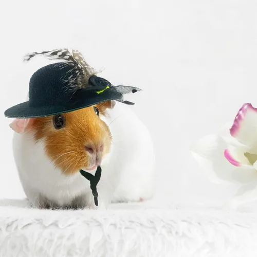 Miniatura 6 de 6 piezas de sombreros de pollo, sombreros para muñecas, ropa para osos, ropa para peluches, cascos de pollo
