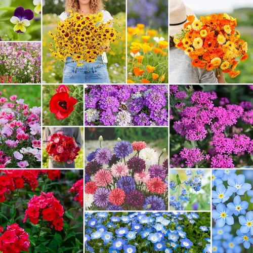 Miniatura 12 de Eden Brothers Singin the Blues - Semillas mixtas de flores silvestres para plantar, 1/4 libras, más de 120,000 semillas con lino azul, altramuces