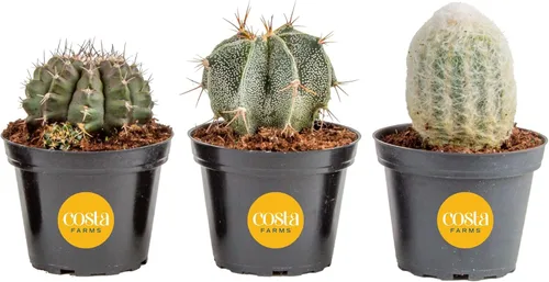 Costa Farms Plantas vivas de cactus en poste de plástico, plantas suculentas fáciles de mantener, decoración del hogar, habitación u oficina, gran