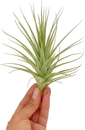 Miniatura 75 de ragnaroc Air Plants - Floración Tillandsia Bulbosa Belice, gigante de 7-9 pulgadas, 1 unidad, llegada en vivo garantizada, plantas