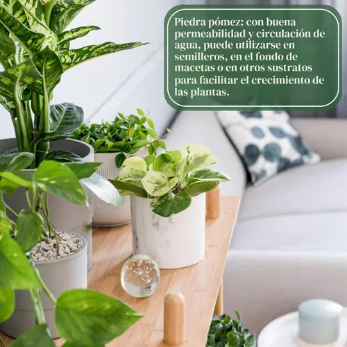 Miniatura 7 de Piedra Pómez Hortícola Sukh - Piedra Pómez para Plantas Suculentas Cactus Bonsái Orquídea Enmienda de Suelo 410g