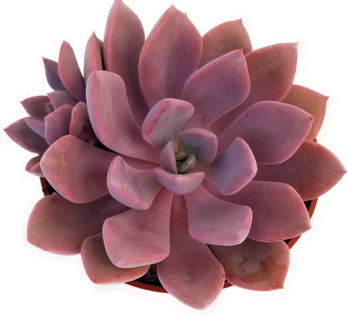 Miniatura 12 de Fat Plants San Diego Live Echeveria Planta Suculenta Híbrida, Lola