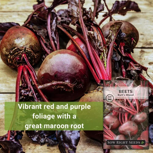 Miniatura 3 de Sow Right Seeds - Semillas de remolacha sanguina para plantar - Paquete de reliquia sin OMG con instrucciones para plantar y cultivar un huerto