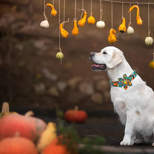 Miniatura 6 de Collar para perro Elegant little tail de otoño, collares para mascotas de Halloween con flor, lindo estampado de calabaza, collar para cachorro
