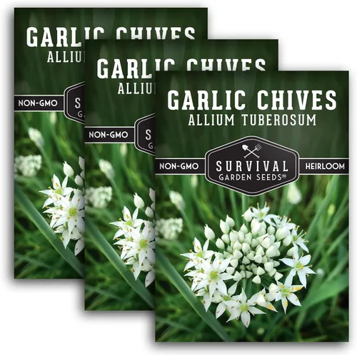 Miniatura 12 de 5 paquetes de semillas de cebollino de ajo para plantar, paquete con instrucciones para cultivar deliciosas hierbas perennes en el huerto de tu
