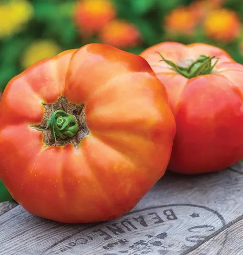 Miniatura 4 de Burpee 'Big Rainbow' Heirloom, Tomate Grande Beefsteak para Rebanar, 100 Semillas Sin OGM