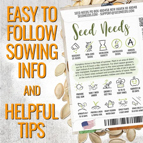 Miniatura 4 de Seed Needs Semillas de calabaza para plantar calabazas pequeñas de tarta de azúcar, semillas de verduras sin OMG y sin tratar para plantar un huerto