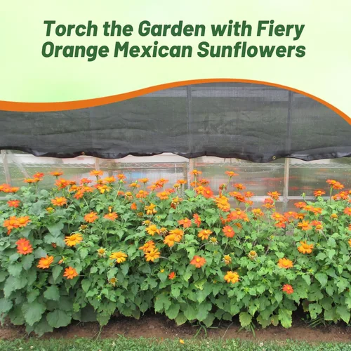 Miniatura 6 de Outsidepride Goldfinger - Semillas de girasol mexicano – 1000 piezas anuales, fáciles de cultivar, semillas de flor naranja Tithonia Speciosa