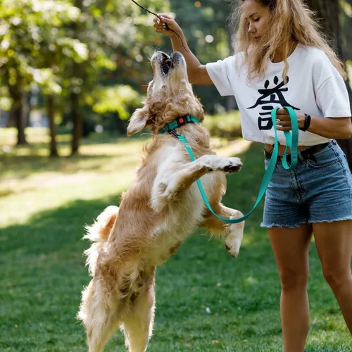 Miniatura 2 de CollarDirect Collar reflectante para perro o cachorro pequeño, mediano y grande con hebilla de liberación rápida, para niños y niñas, nailon Verde