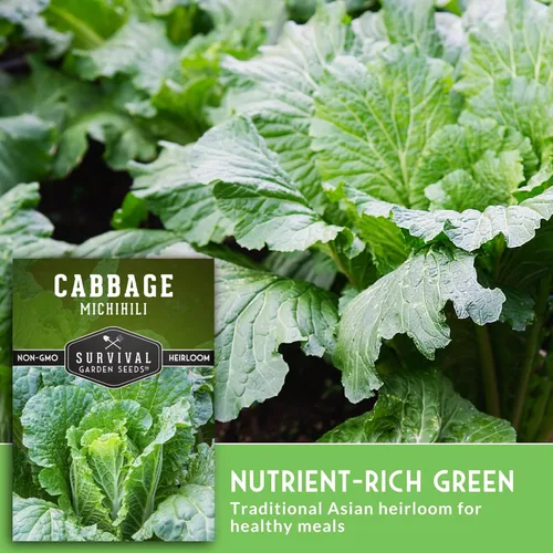 Miniatura 5 de Survival Garden Seeds - Semilla de col Michihili Napa/Nappa para plantar - Paquete con instrucciones para plantar y cultivar verduras Brassica