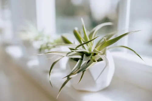 Miniatura 5 de Air Plant Shop Paquete de 10 plantas de aire Tough Stuff de Tillandsia, al por mayor y a granel, suculentas, Tillandsia viva, plantas