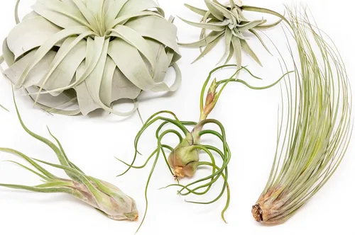 Miniatura 3 de Paquete de 5 plantas de aire grandes de Tillandsia – Xerographica, Juncea, Bulbosa, Caput Medusae y Harrisii, plantas suculentas vivas disponibles
