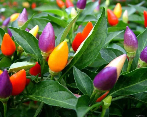 Miniatura 2 de Más de 50 semillas de pimiento picante ornamental para mascarada, mezcla de verduras