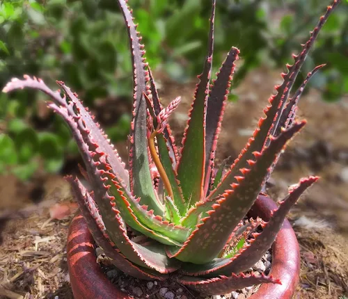 Miniatura 8 de Plantas suculentas de aloe vivo (paquete de 3), plantas suculentas viven en tierra para macetas, plantas suculentas en maceta, plantas vivas de Negro
