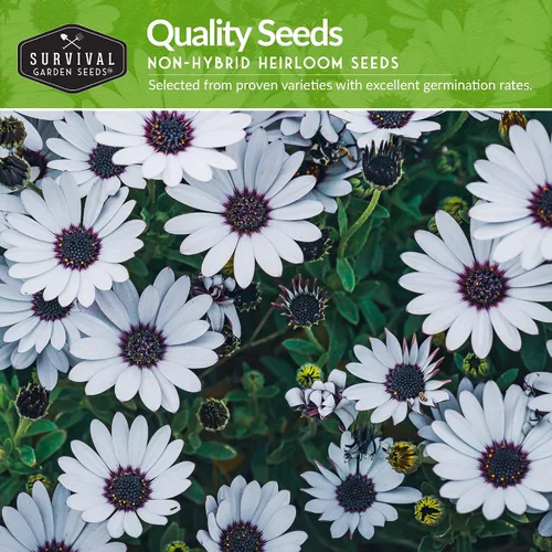 Miniatura 3 de Survival Garden Seeds Colección de semillas de margaritas para plantar, 4 paquetes, escamas africanas, capa, pintadas y margaritas Shasta, semillas