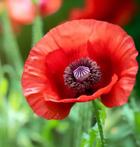 Miniatura 4 de Papaver somniferum (amapola de pan), semillas redondas utilizadas para hornear, cocinar y como cobertura para pan, bagels y pasteles, semillas