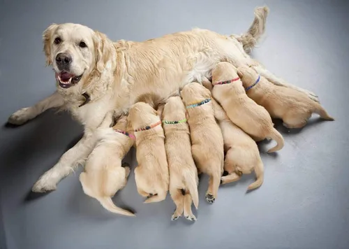Miniatura 2 de Collares para Cachorros para Camada, Collares para Cachorros Pequeños de Nylon Suave de Seguridad para Parto de Camada para Mascotas Recién Nacidas