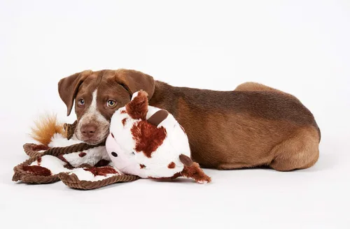Miniatura 2 de Outward Hound de Charming Pet - Juguete de felpa para perro con conejo chillón sin relleno Tugs Bunny