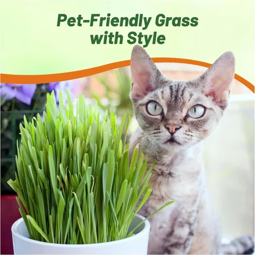 Miniatura 6 de Outsidepride - 500 semillas de la hierba ornamental cebada (Hordeum vulgare Variegate [Cat Grass] para sembrar