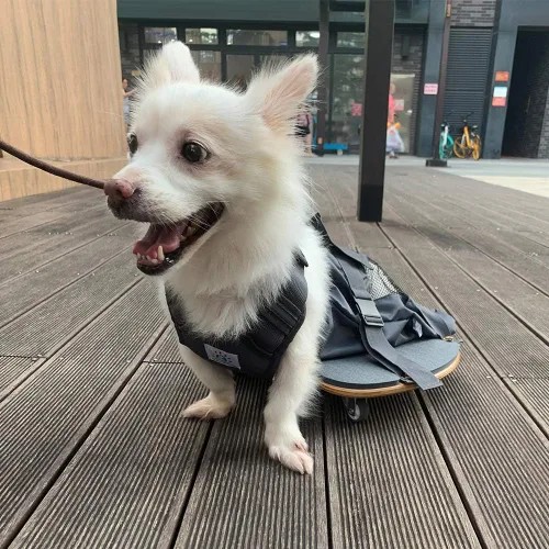 Miniatura 2 de derYEP Silla de ruedas para mascotas para patas traseras paralizadas para perros que protegen el pecho y las extremidades