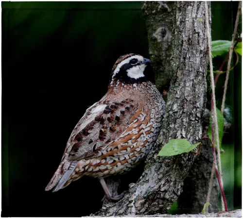 3dRose Northern Bobwhite Quail Male Calling, Marion Co. IL 11x12 Wash Cloth for Face and Body