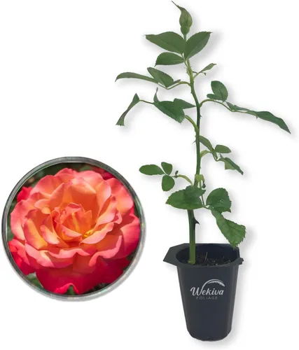 Arbusto de rosa toscana – 1 planta de inicio vivo – Versátil y hermosa rosa Floribunda añade color y fragancia a cualquier jardín