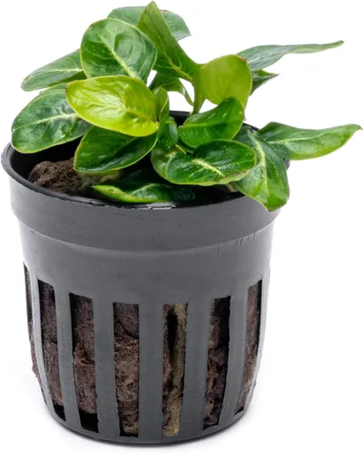 Miniatura 46 de SubstrateSource Plantas vivas – Anubias Hastifolia (Anubias hastifolia) – Luz baja a moderada, hojas en forma de flecha de color verde medio a